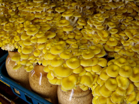 圖片關鍵詞 http://m.daeyaindustry.com/ewebeditor/uploadfile/20171009104138453001.png