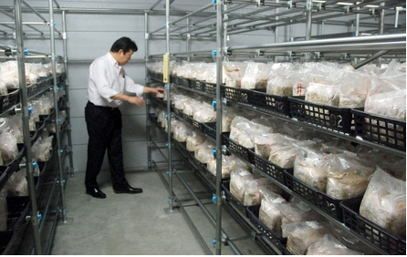 圖片關(guān)鍵詞 http://www.mushroommarket.net/file/upload/201911/15/09-08-45-33-283825.png