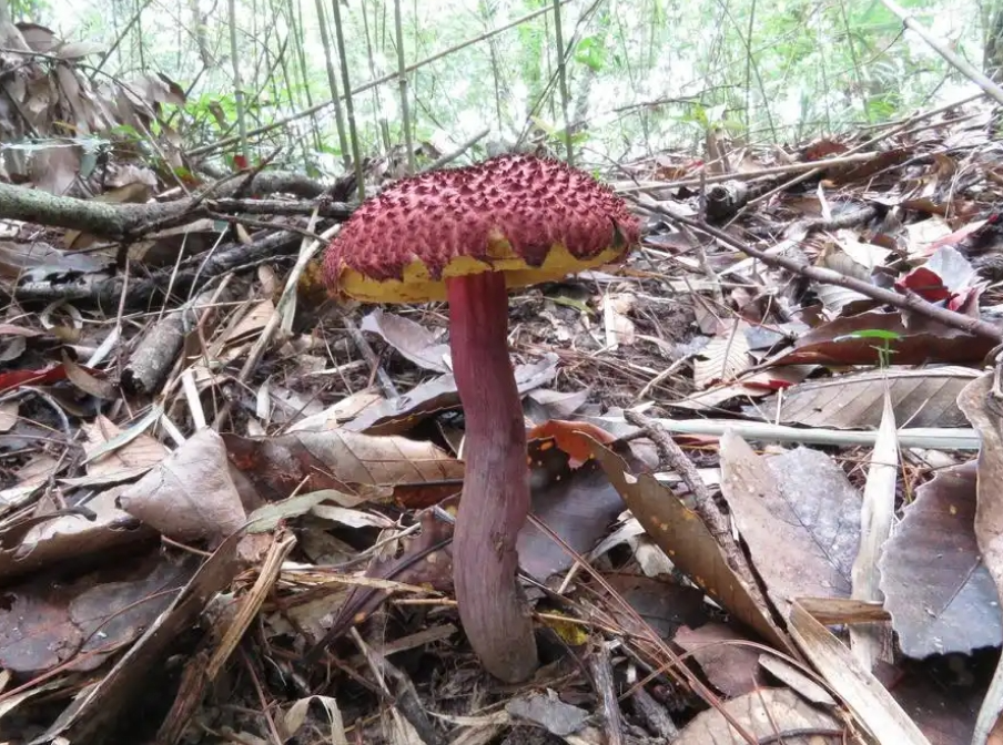 圖片關(guān)鍵詞