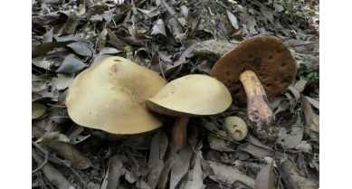 行業(yè)動態(tài)